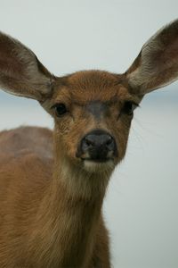 Preview wallpaper deer, muzzle, ears