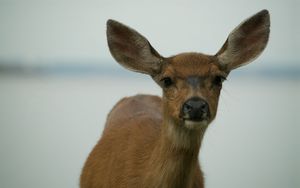 Preview wallpaper deer, muzzle, ears