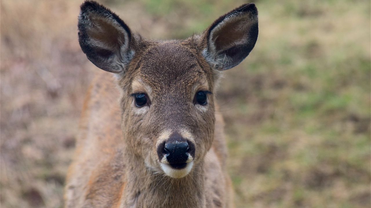 Wallpaper deer, muzzle, ears, look