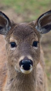 Preview wallpaper deer, muzzle, ears, look