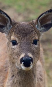 Preview wallpaper deer, muzzle, ears, look