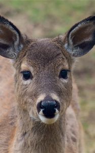 Preview wallpaper deer, muzzle, ears, look