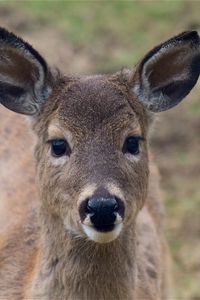 Preview wallpaper deer, muzzle, ears, look