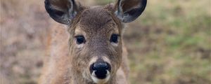 Preview wallpaper deer, muzzle, ears, look