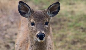 Preview wallpaper deer, muzzle, ears, look