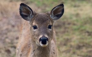 Preview wallpaper deer, muzzle, ears, look