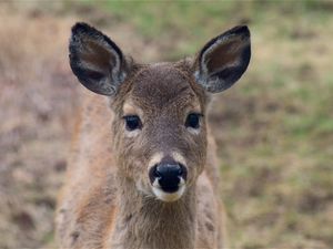 Preview wallpaper deer, muzzle, ears, look