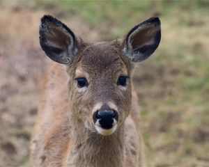 Preview wallpaper deer, muzzle, ears, look