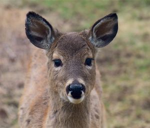 Preview wallpaper deer, muzzle, ears, look