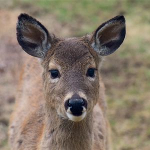 Preview wallpaper deer, muzzle, ears, look