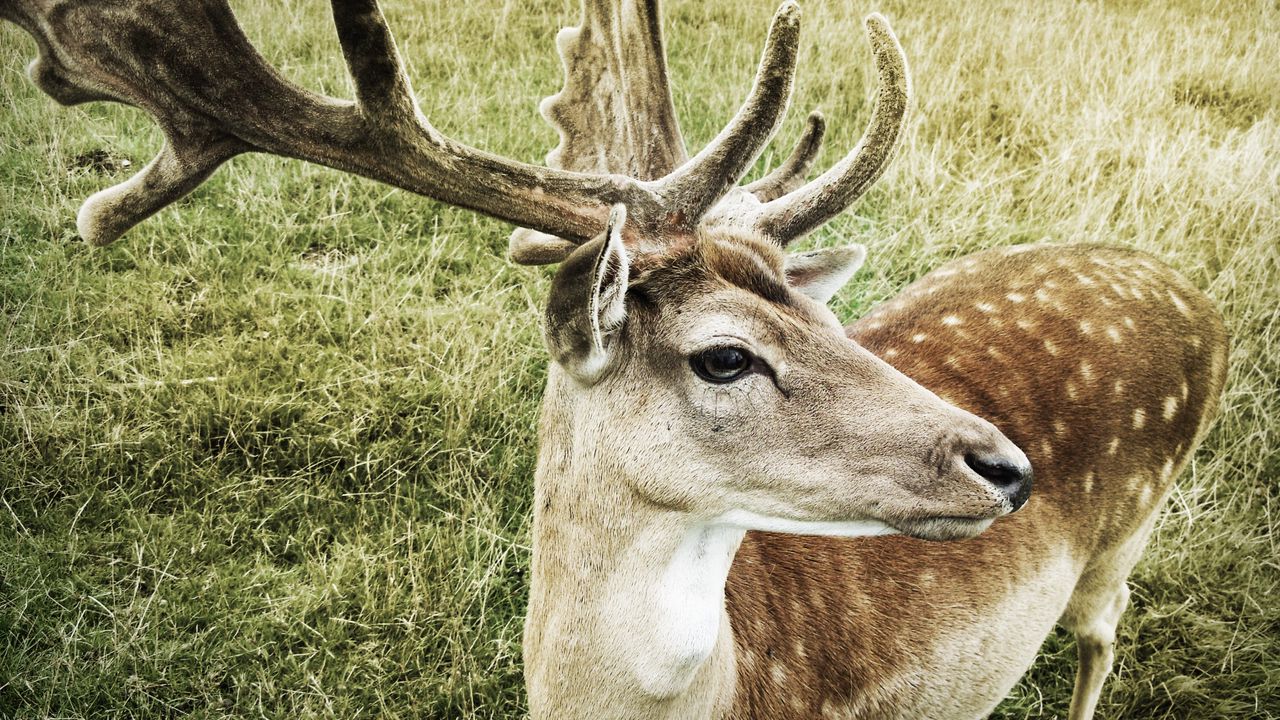 Wallpaper deer, muzzle, horns