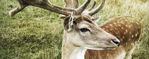 Preview wallpaper deer, muzzle, horns