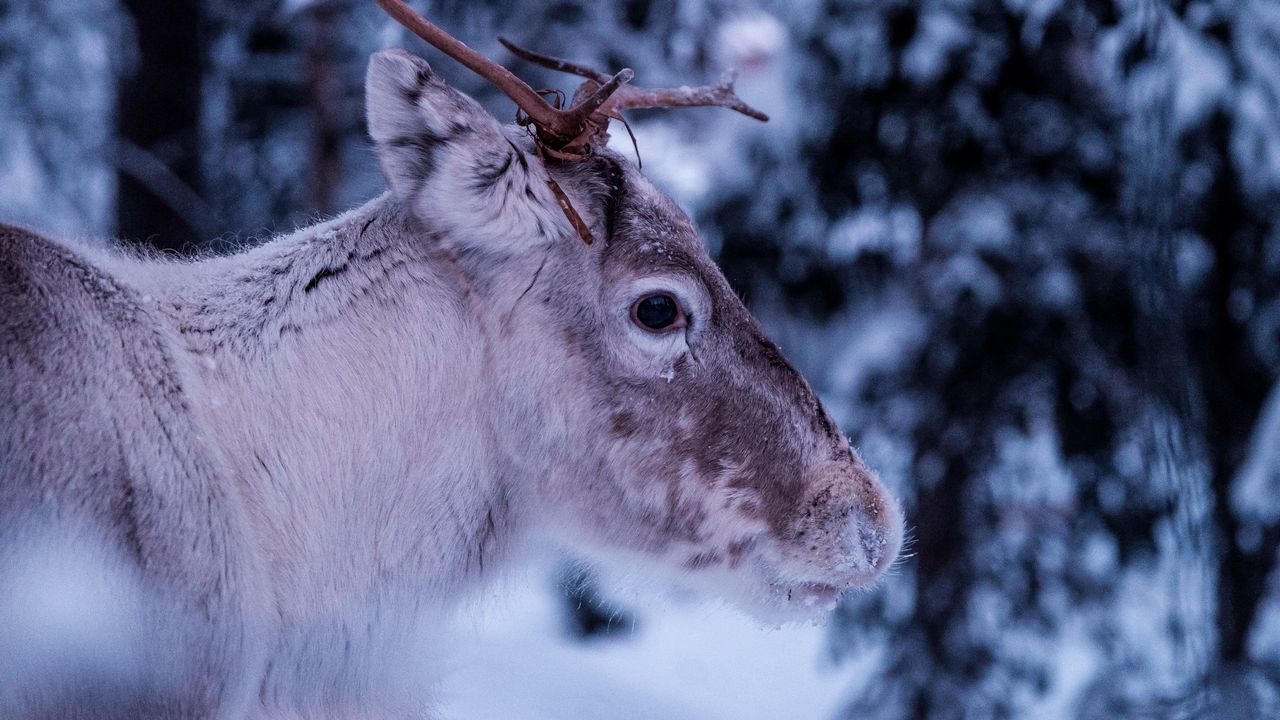 Wallpaper deer, muzzle, horns, eyes