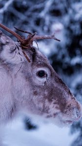 Preview wallpaper deer, muzzle, horns, eyes