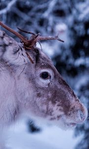 Preview wallpaper deer, muzzle, horns, eyes