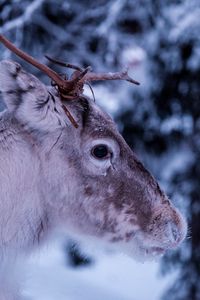 Preview wallpaper deer, muzzle, horns, eyes