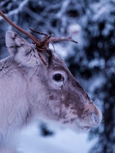 Preview wallpaper deer, muzzle, horns, eyes