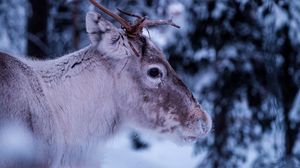 Preview wallpaper deer, muzzle, horns, eyes