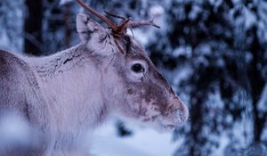 Preview wallpaper deer, muzzle, horns, eyes