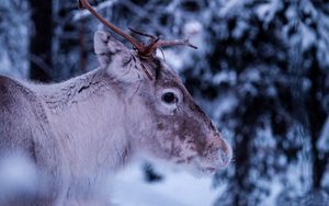 Preview wallpaper deer, muzzle, horns, eyes