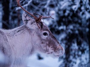 Preview wallpaper deer, muzzle, horns, eyes