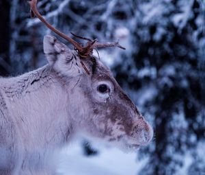 Preview wallpaper deer, muzzle, horns, eyes