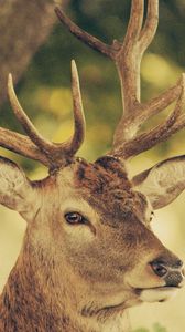 Preview wallpaper deer, muzzle, horns, nature