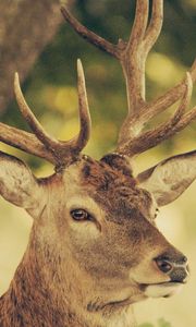 Preview wallpaper deer, muzzle, horns, nature