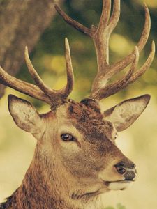 Preview wallpaper deer, muzzle, horns, nature