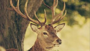 Preview wallpaper deer, muzzle, horns, nature