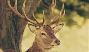 Preview wallpaper deer, muzzle, horns, nature