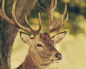 Preview wallpaper deer, muzzle, horns, nature