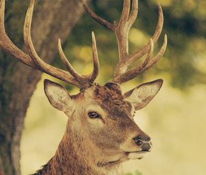 Preview wallpaper deer, muzzle, horns, nature