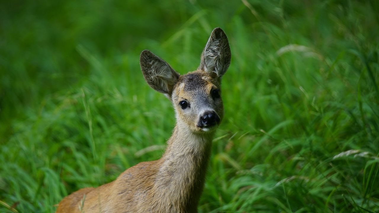 Wallpaper deer, muzzle, young, grass