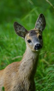 Preview wallpaper deer, muzzle, young, grass