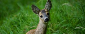 Preview wallpaper deer, muzzle, young, grass