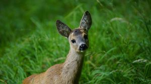 Preview wallpaper deer, muzzle, young, grass
