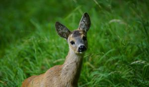 Preview wallpaper deer, muzzle, young, grass