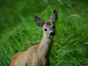 Preview wallpaper deer, muzzle, young, grass