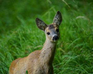 Preview wallpaper deer, muzzle, young, grass