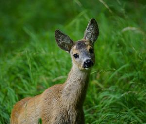 Preview wallpaper deer, muzzle, young, grass