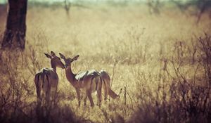 Preview wallpaper deer, nature, background, grass, field