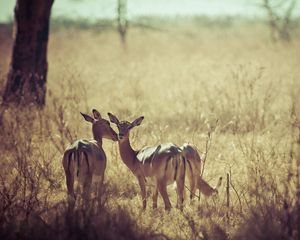 Preview wallpaper deer, nature, background, grass, field