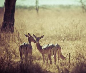 Preview wallpaper deer, nature, background, grass, field