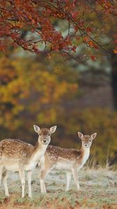 Preview wallpaper deer, nature, fall, leaves