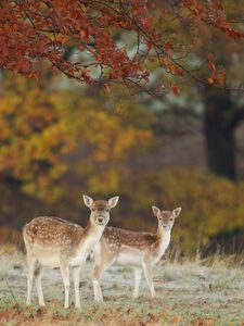 Preview wallpaper deer, nature, fall, leaves