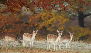 Preview wallpaper deer, nature, fall, leaves