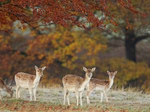 Preview wallpaper deer, nature, fall, leaves