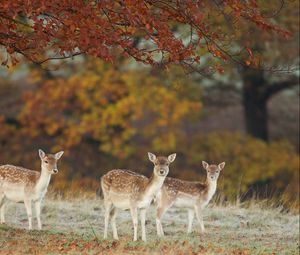 Preview wallpaper deer, nature, fall, leaves