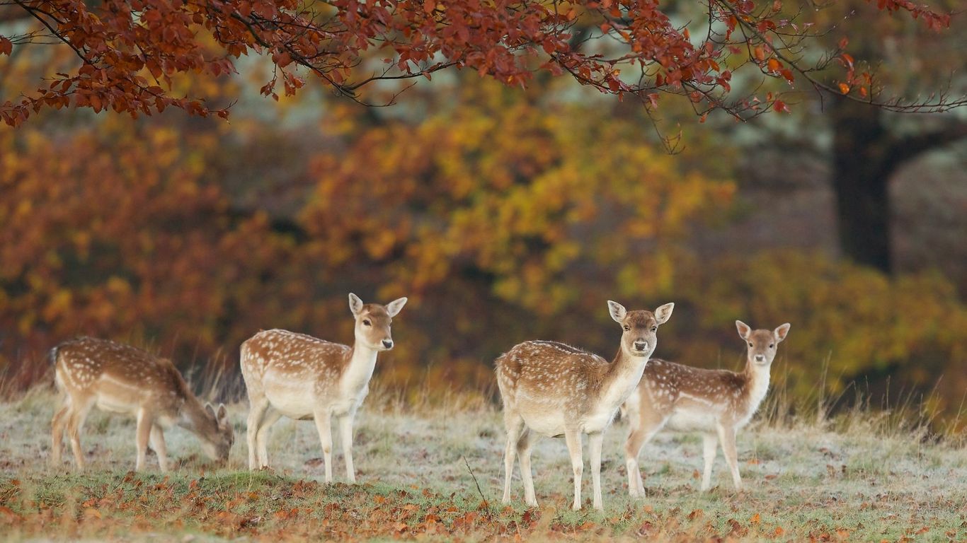 Download wallpaper 1366x768 deer, nature, fall, leaves tablet, laptop ...